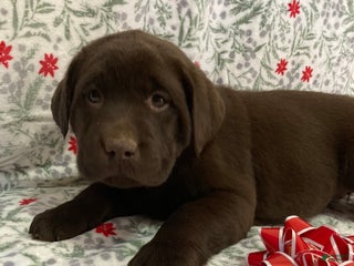 Labrador Retriever dogs Margie - Ad 10