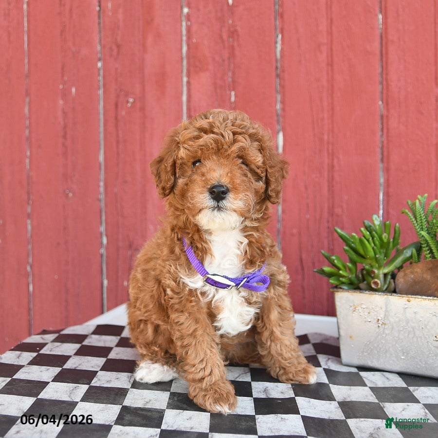Toy Poodle dogs for sale: Summer  - Ad 1