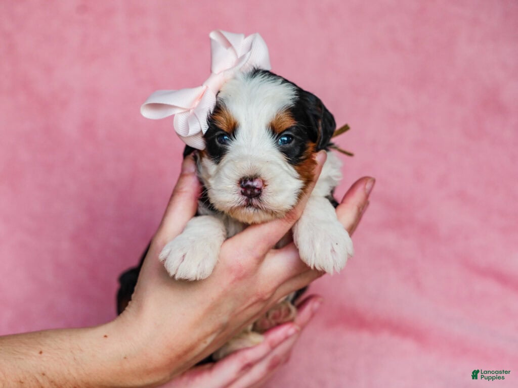 Mini Bernedoodle dogs Audrey - Ad 16