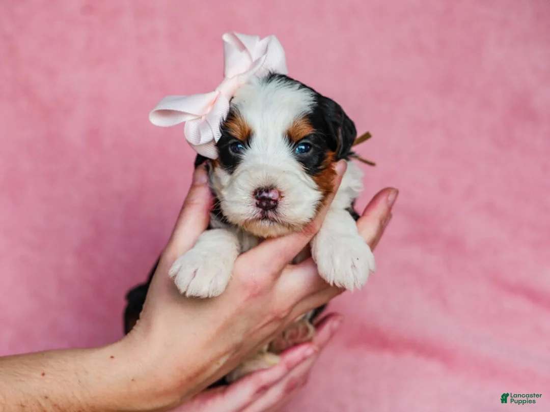 Mini Bernedoodle dogs for sale: Audrey - Ad 1