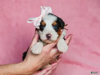 Mini Bernedoodle dogs Audrey - Ad 15