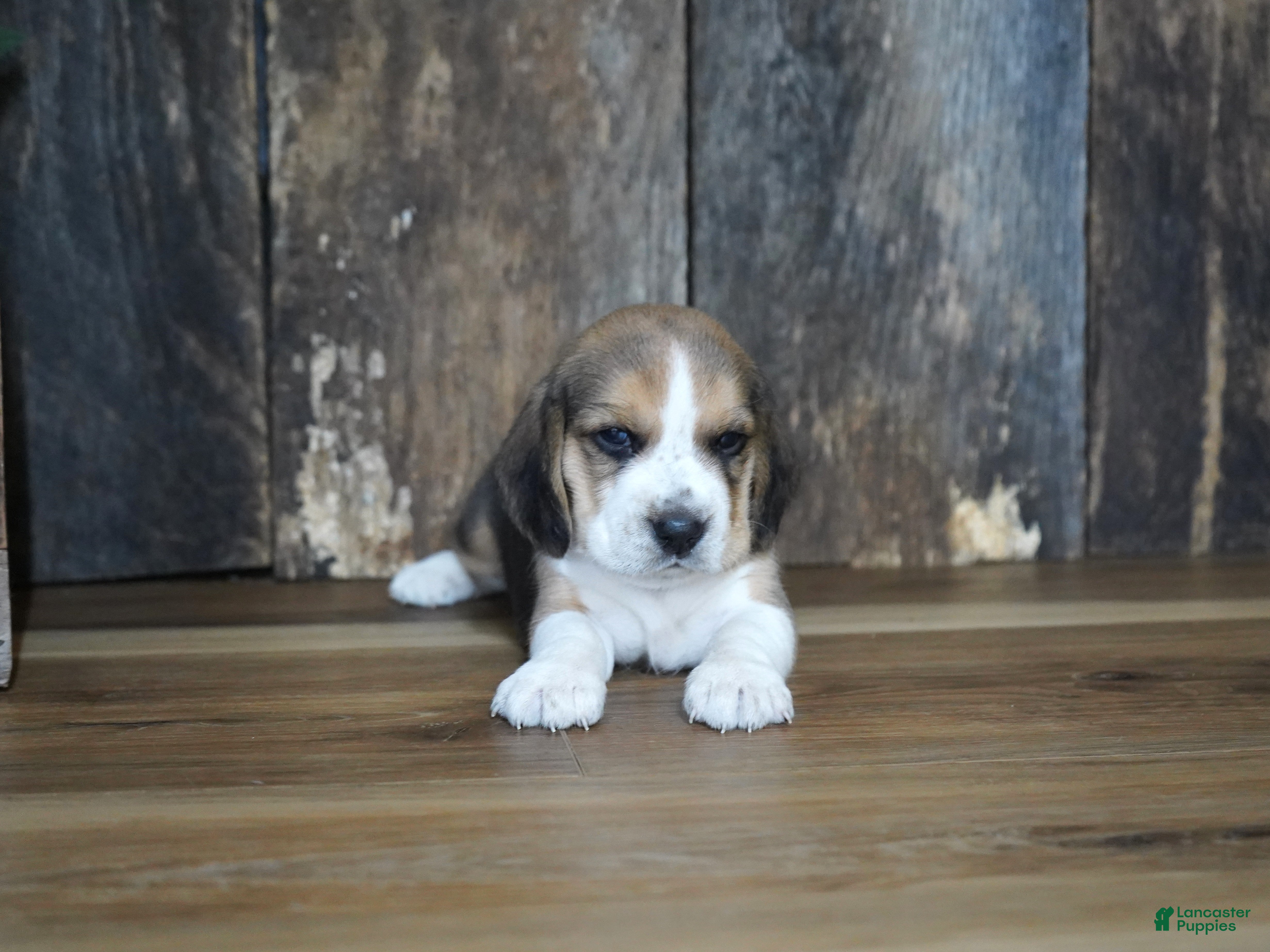 Beagle dogs Brett - Ad 41