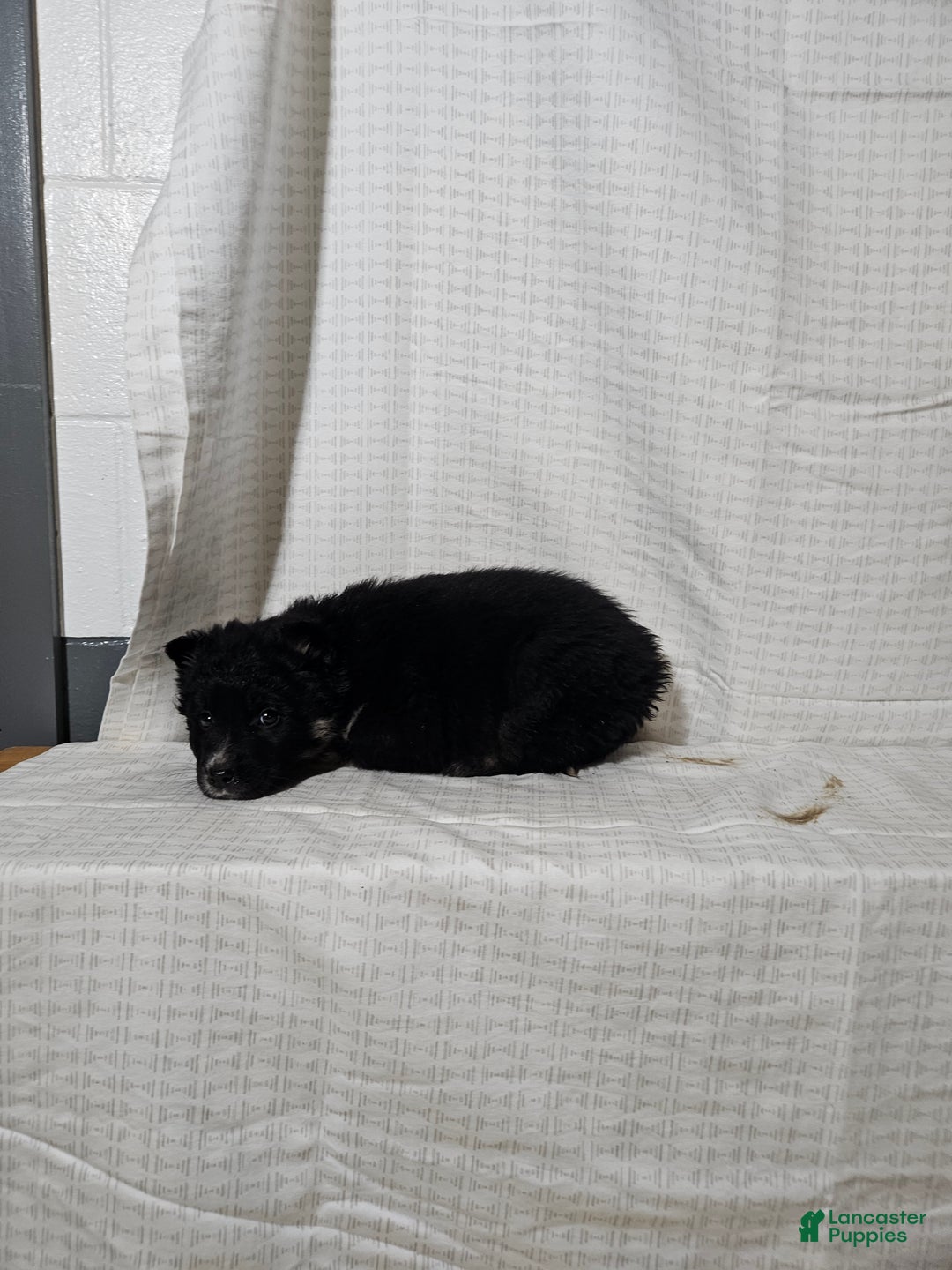 Mixed Breed dogs for sale: Cole - Ad 3