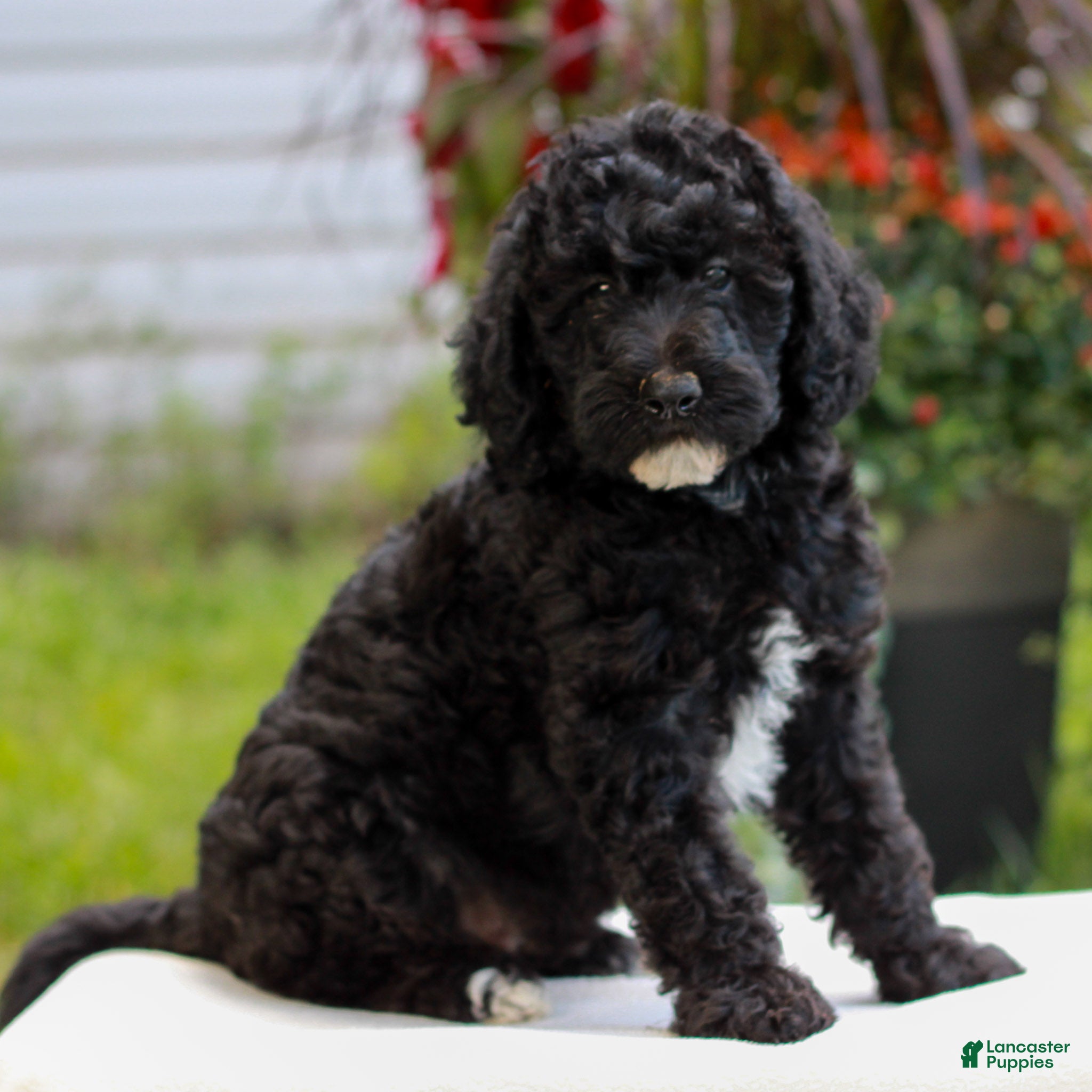 Miniature Labradoodle dogs Duke  - Ad 2