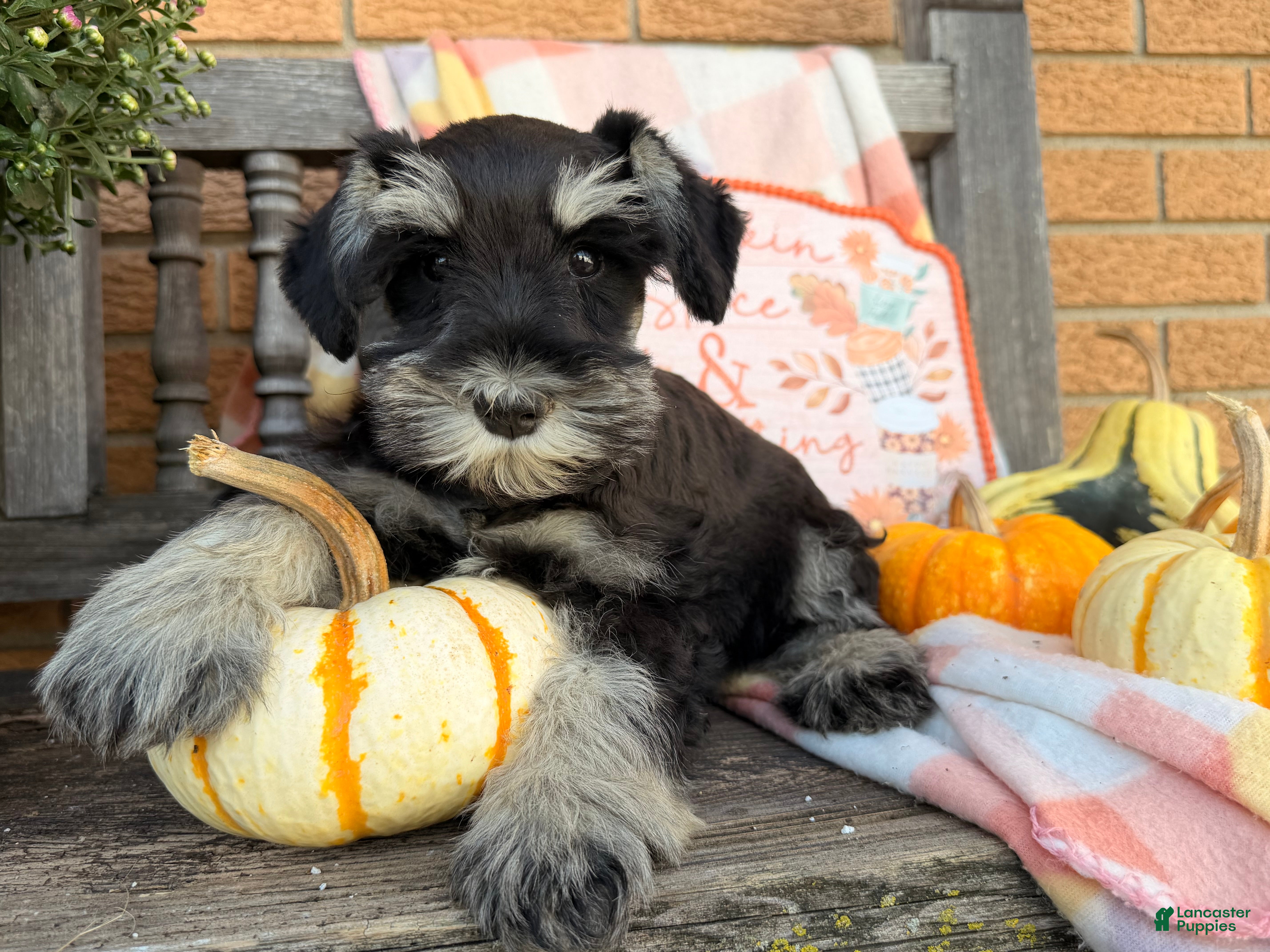 Miniature Schnauzer dogs Melody - Ad 1