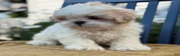 Shih Tzu dogs for sale: Henley - Ad 10