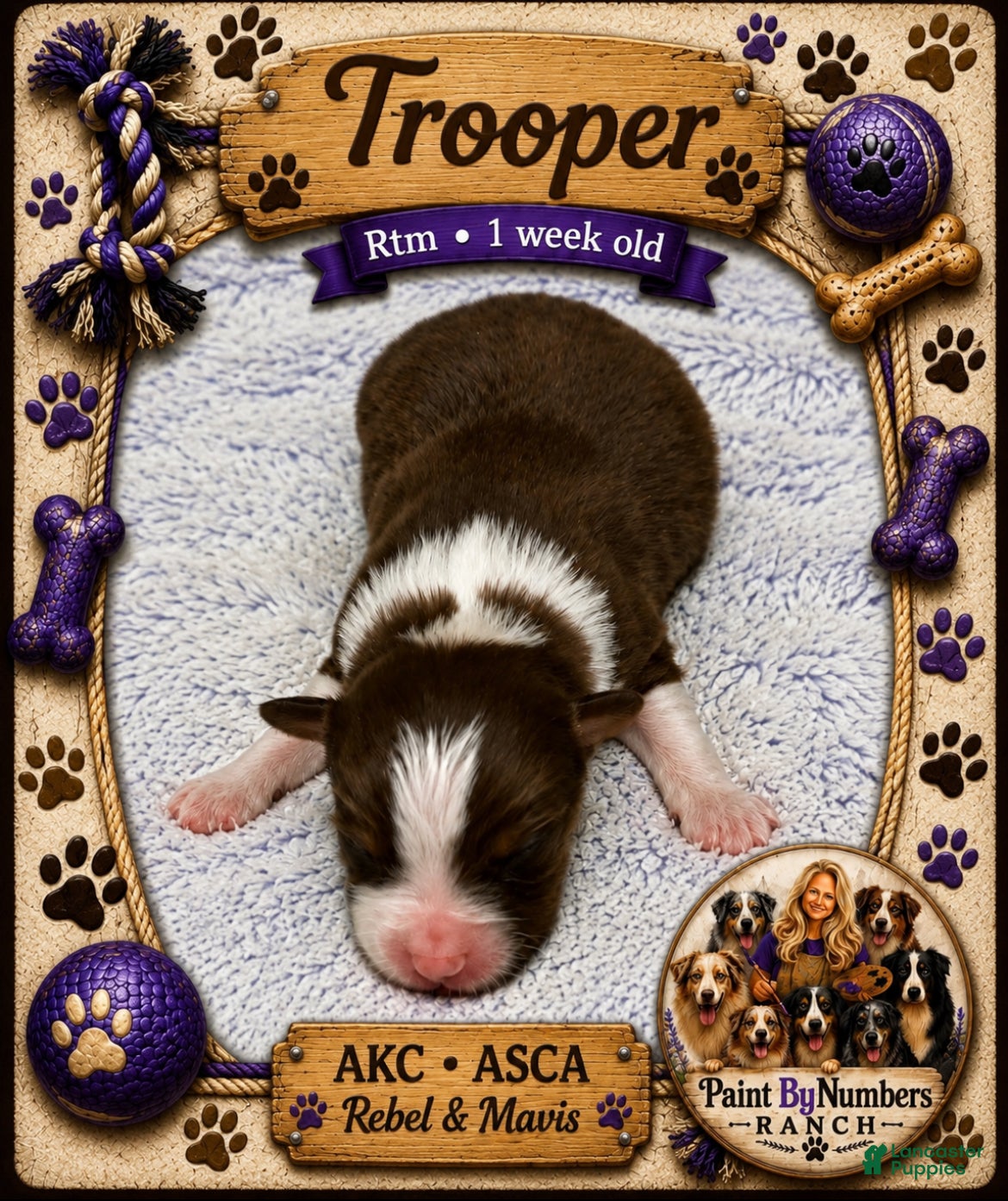 Australian Shepherd dogs for sale: Trooper - Ad 1