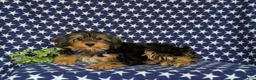 Shorkie dogs for sale: Lowell 7 lbs Full Grown - Ad 4