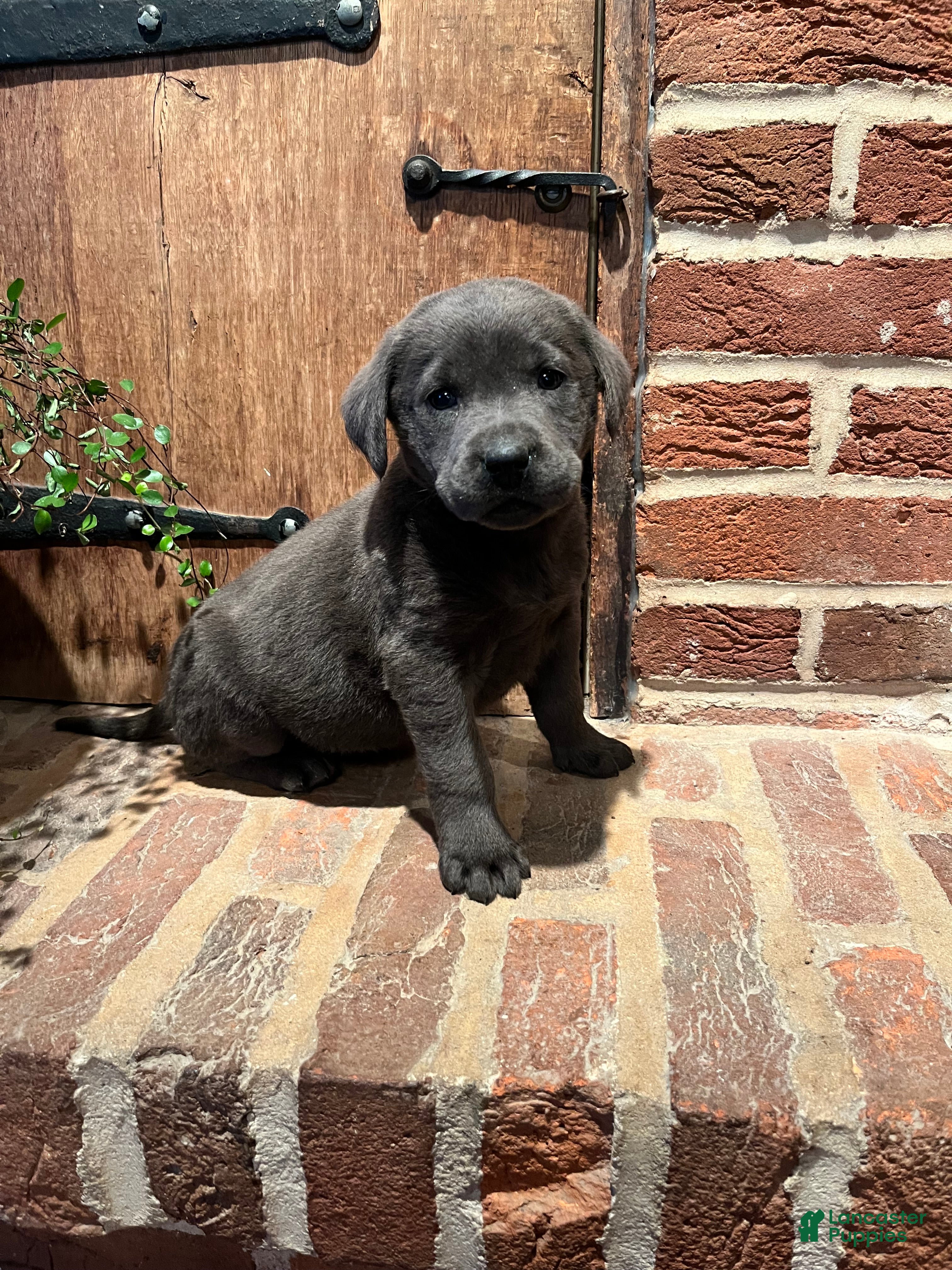 Labrador Retriever dogs Rosey - Ad 1