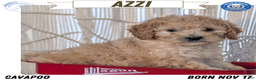 Cavapoo dogs for sale: Azzi - Ad 1