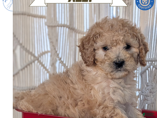 Cavapoo dogs Azzi - Ad 10