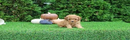 Toy Poodle dogs for sale: Finn - Ad 4