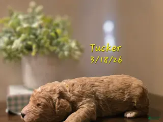 Goldendoodle dogs Goldendoodle Puppy 1 - Ad 28