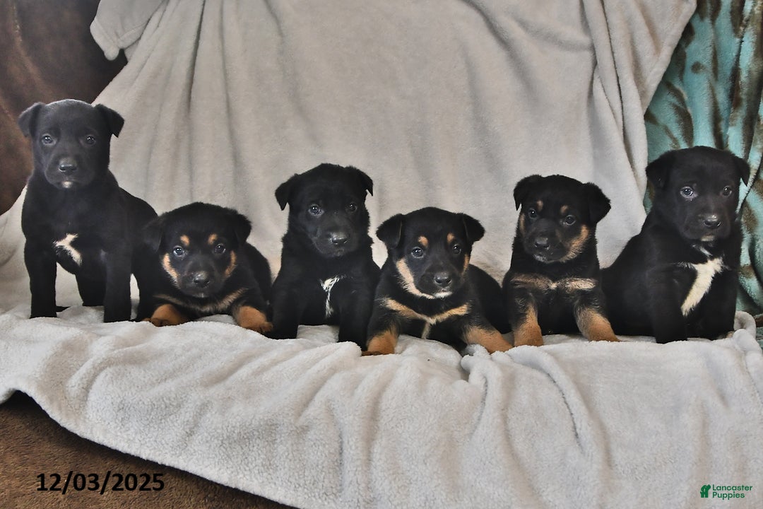 Mixed Breed dogs for sale: Poinsettia - Ad 3