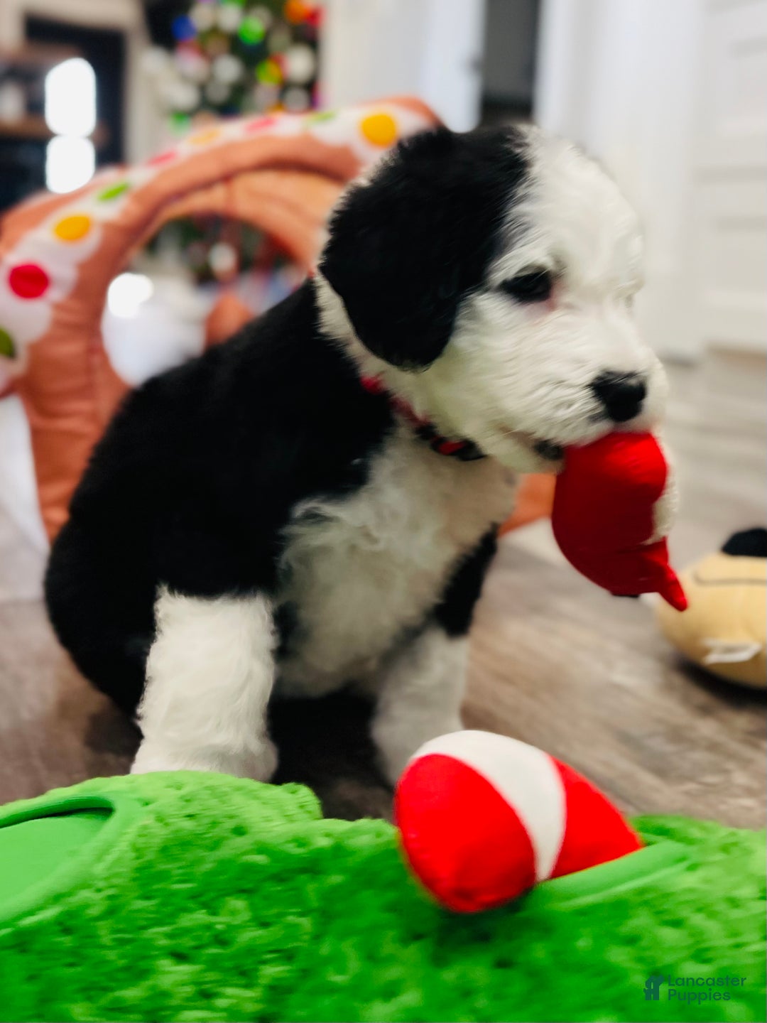 Sheepadoodle dogs for sale: Sheepadoodle Puppy 6 - Ad 10