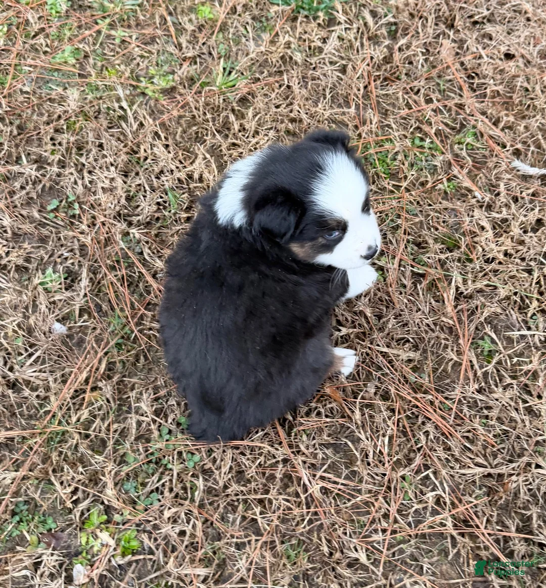 Australian Shepherd dogs for sale: Buster - Ad 2