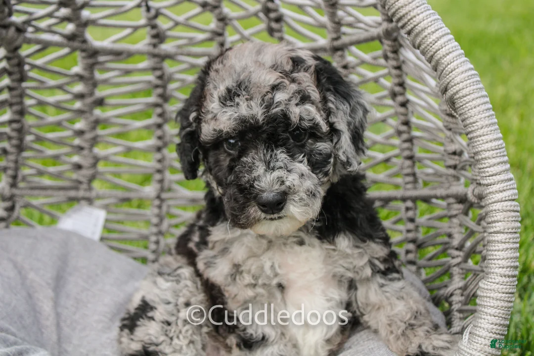 Mixed Breed dogs for sale: Atlas - Ad 1
