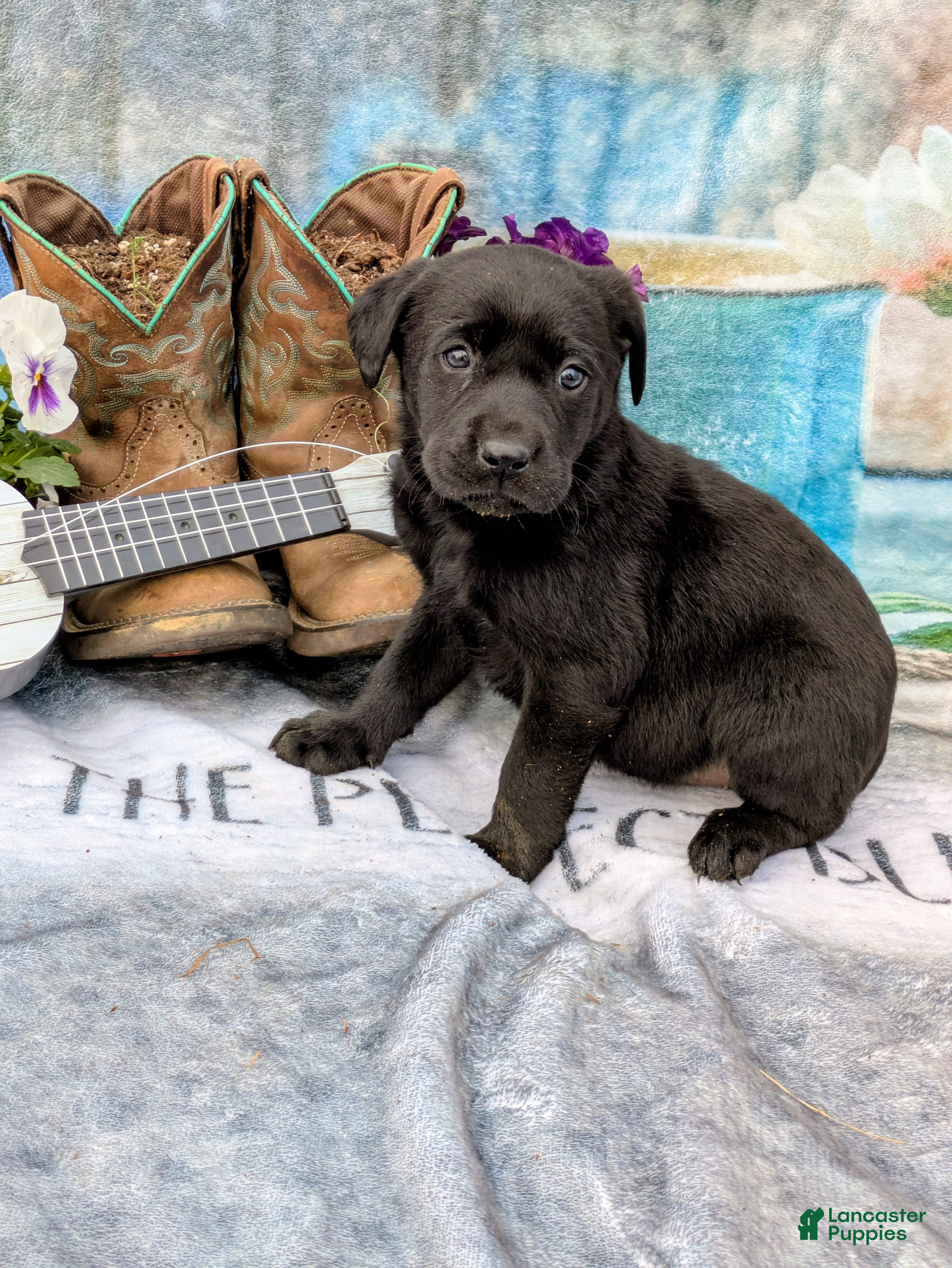 Labrador Retriever dogs Ruby - Ad 41