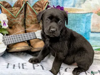 Labrador Retriever dogs Ruby - Ad 41