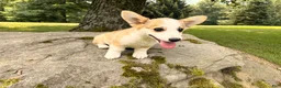 Welsh Corgi Pembroke dogs for sale: DEXER - Ad 12