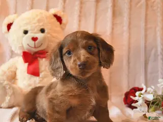 Miniature Dachshund dogs Huccup - Ad 14