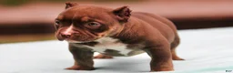 American Bully dogs for sale: Chocolate Trindle Female - Ad 4