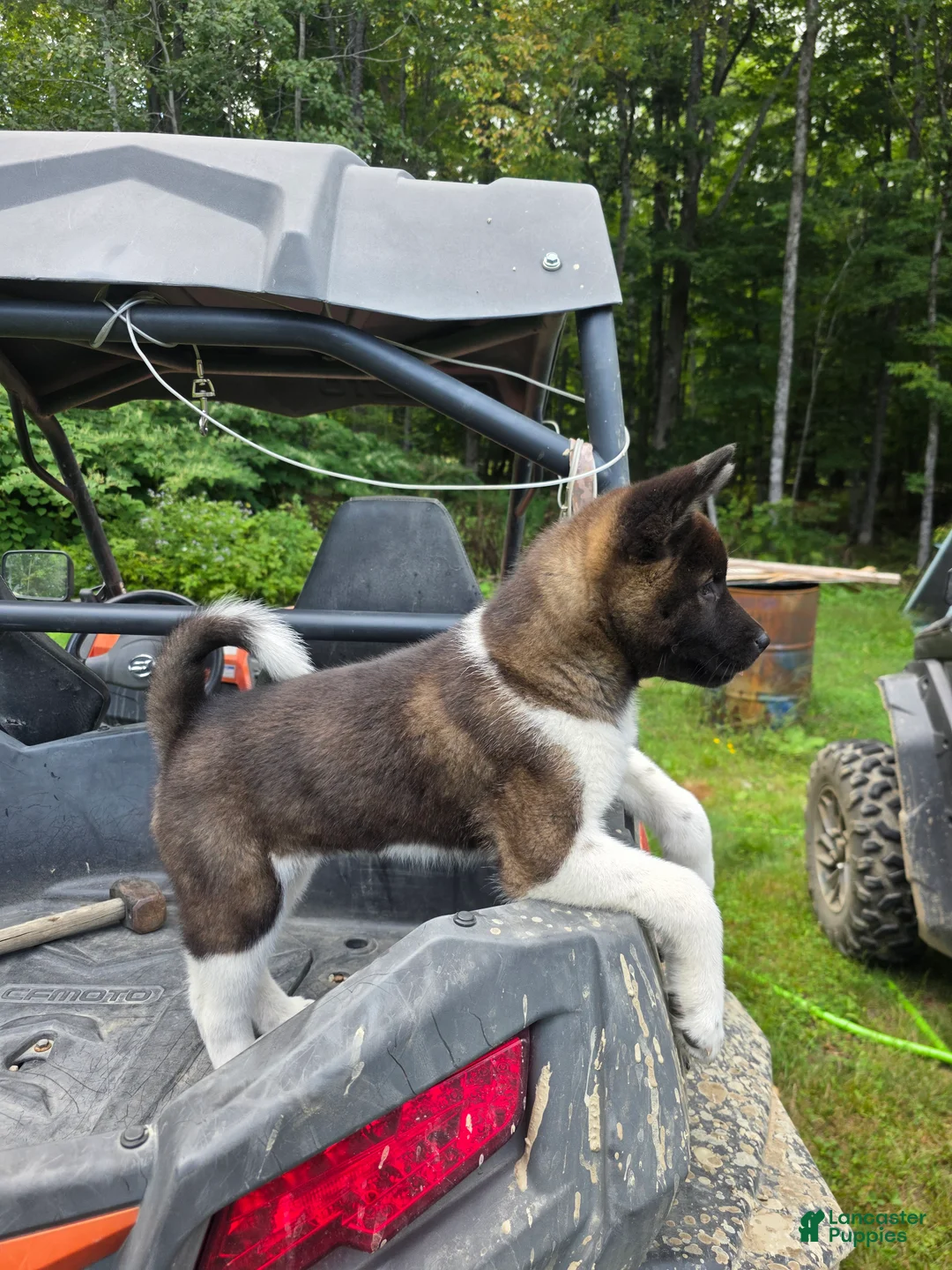 Akita dogs for sale: Akita 4 - Ad 1
