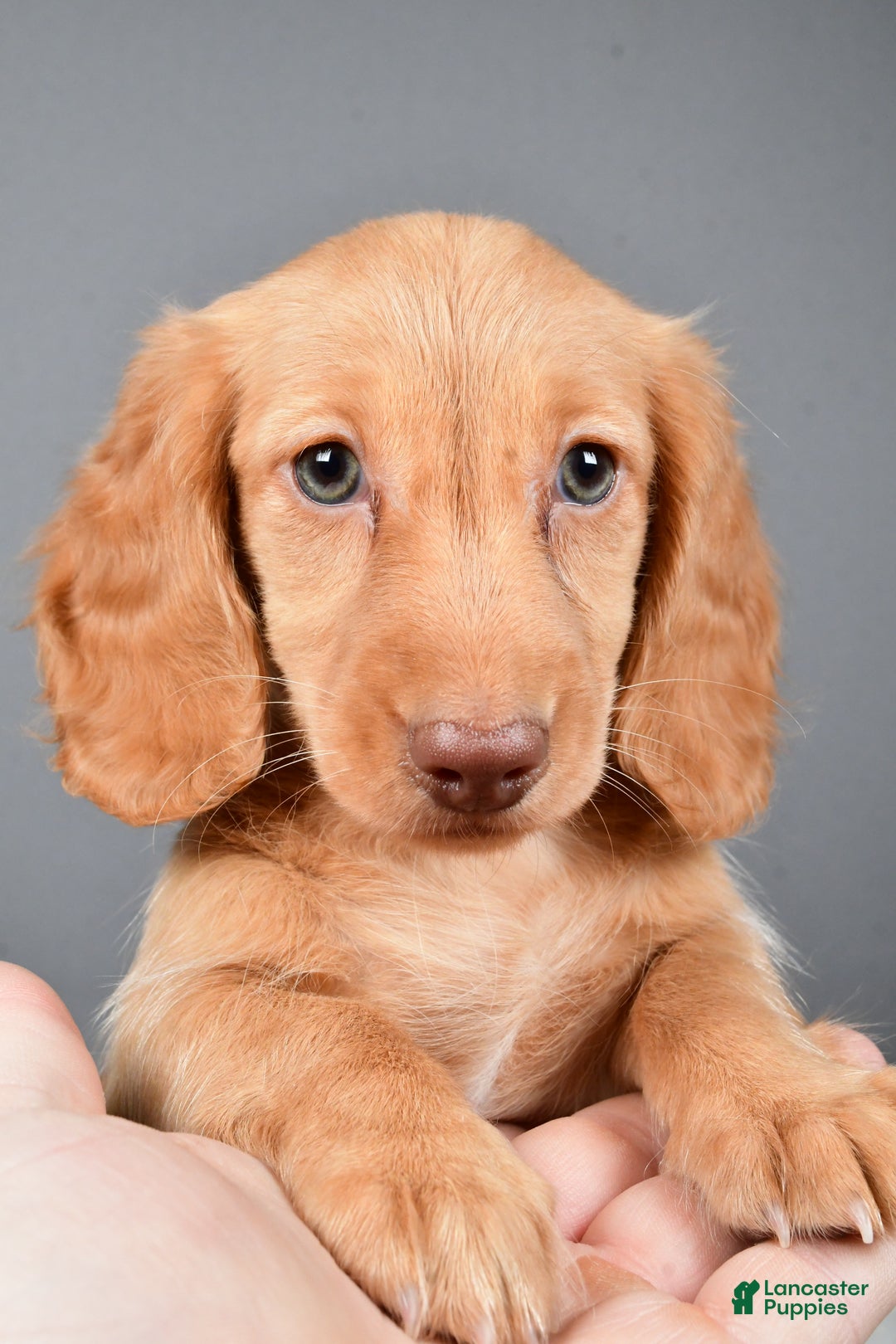 Miniature Dachshund dogs for sale: Virgina - Ad 7