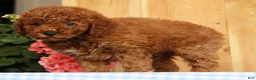 Mini Goldendoodle dogs for sale: Banjo - Ad 7