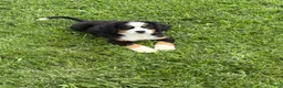 Bernese Mountain Dog dogs for sale: Paisley - Ad 10