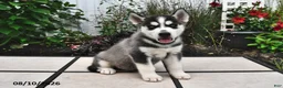 Siberian Husky dogs for sale: Kodiak - Ad 3