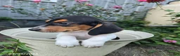 Beagle dogs for sale: Brody - Ad 4