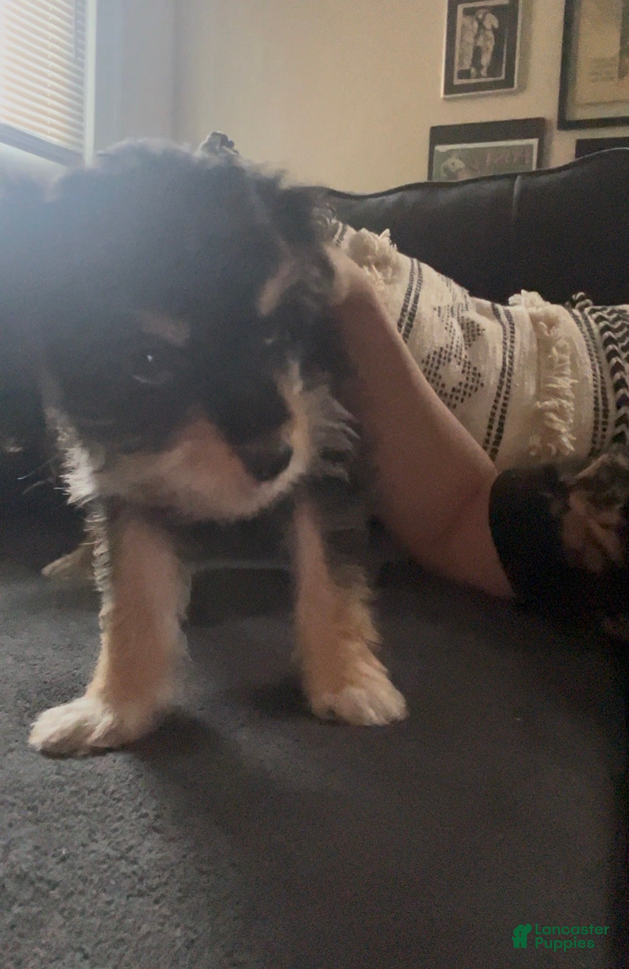 Mixed Breed dogs Dexter - Ad 6