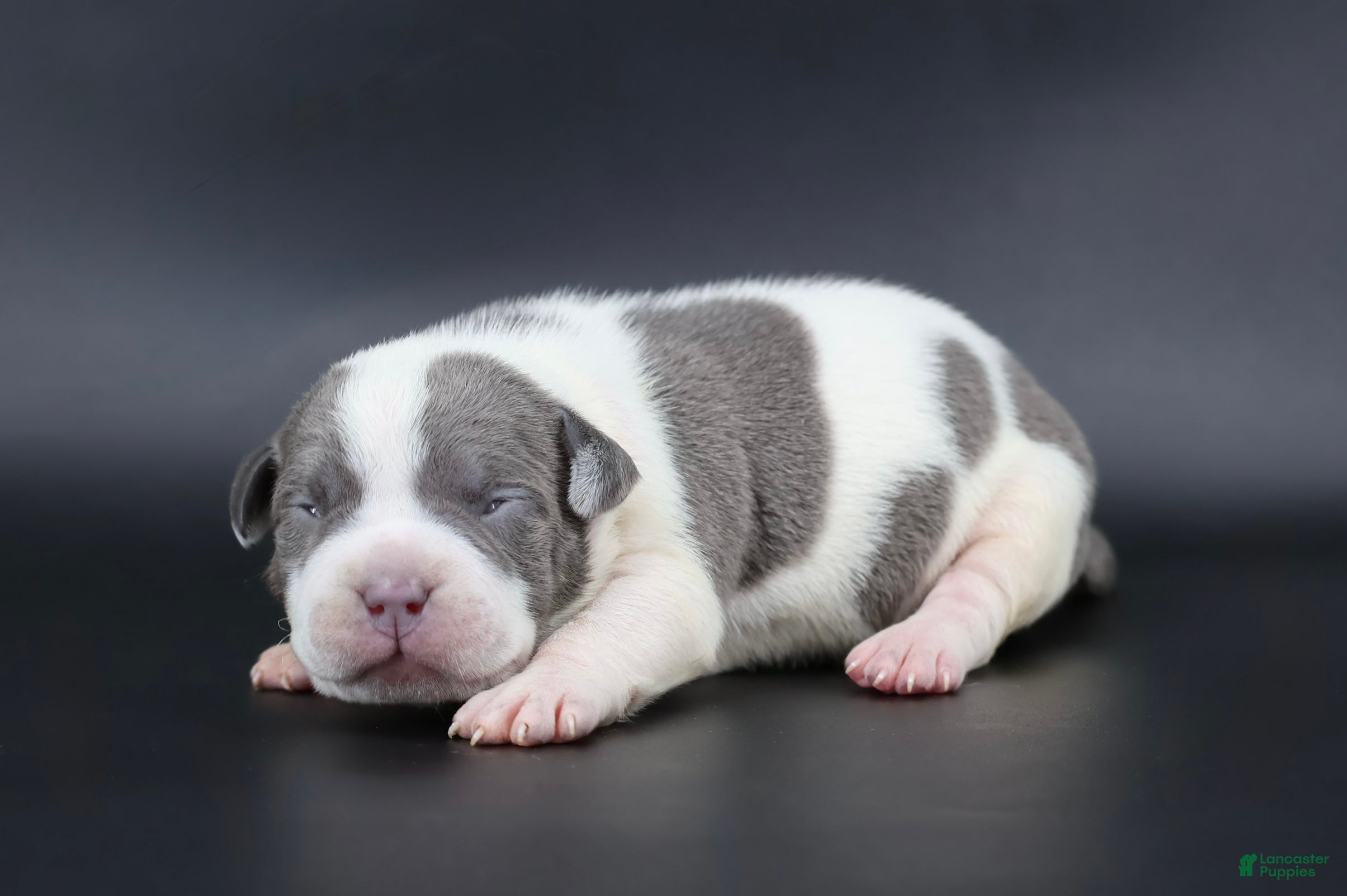 American Bully dogs Ivory - Ad 31