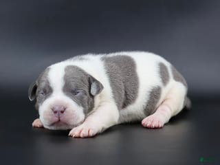 American Bully dogs Ivory - Ad 27