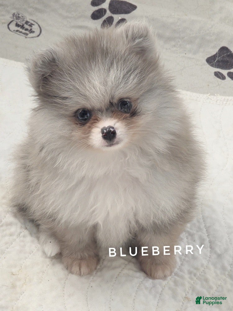 Pomeranian dogs Blueberry - Silvery Blue Merle - w/Blue Eye - Ad 1