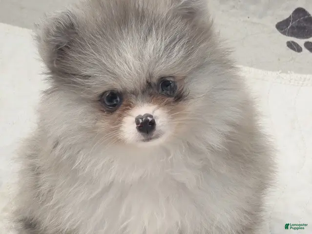 Pomeranian dogs for sale: Blueberry - Silvery Blue Merle - w/Blue Eye - Ad 1