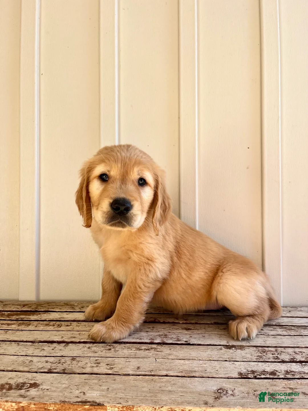 Golden Retriever dogs for sale: Green Girl - Ad 1