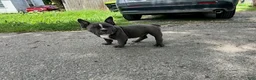 American Bully dogs for sale: Ricky - Ad 3