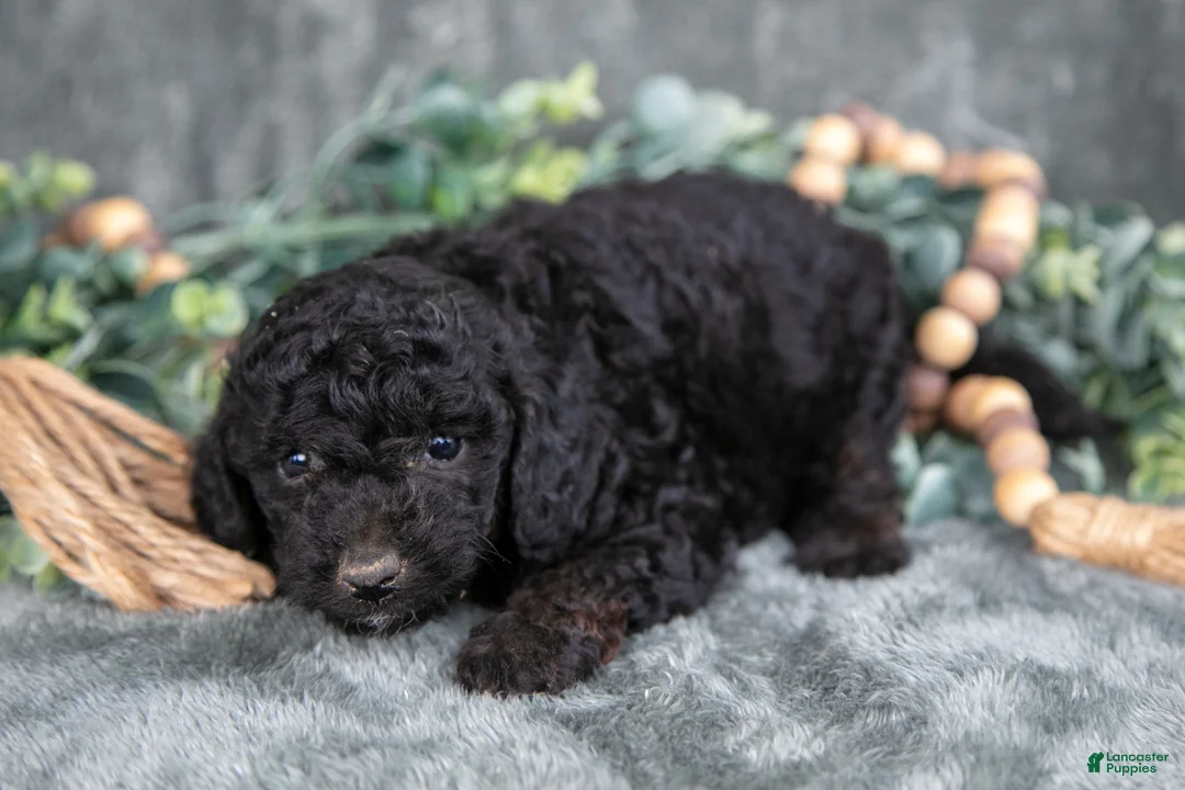 Miniature Poodle dogs for sale: Missy - Ad 3