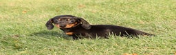 Miniature Dachshund dogs for sale: Izzy - Ad 3