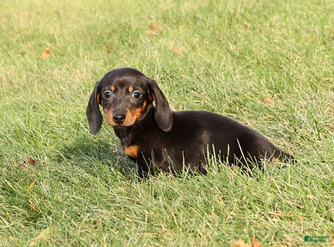 Miniature Dachshund dogs for sale: Izzy - Ad 3