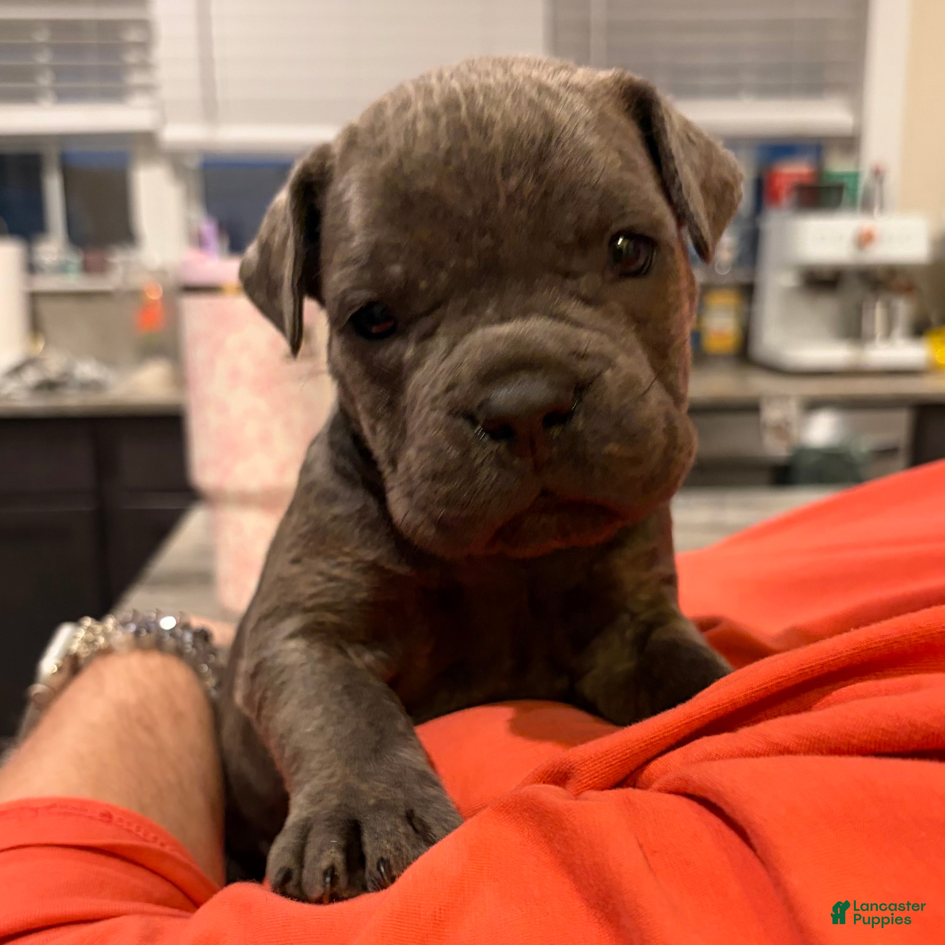 Cane Corso dogs "Squirt"  - Ad 2