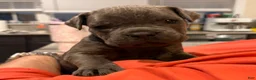 Cane Corso dogs for sale: "Squirt"  - Ad 2