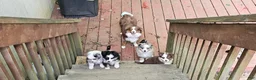 Miniature Australian Shepherd dogs for sale: Bread - Ad 8