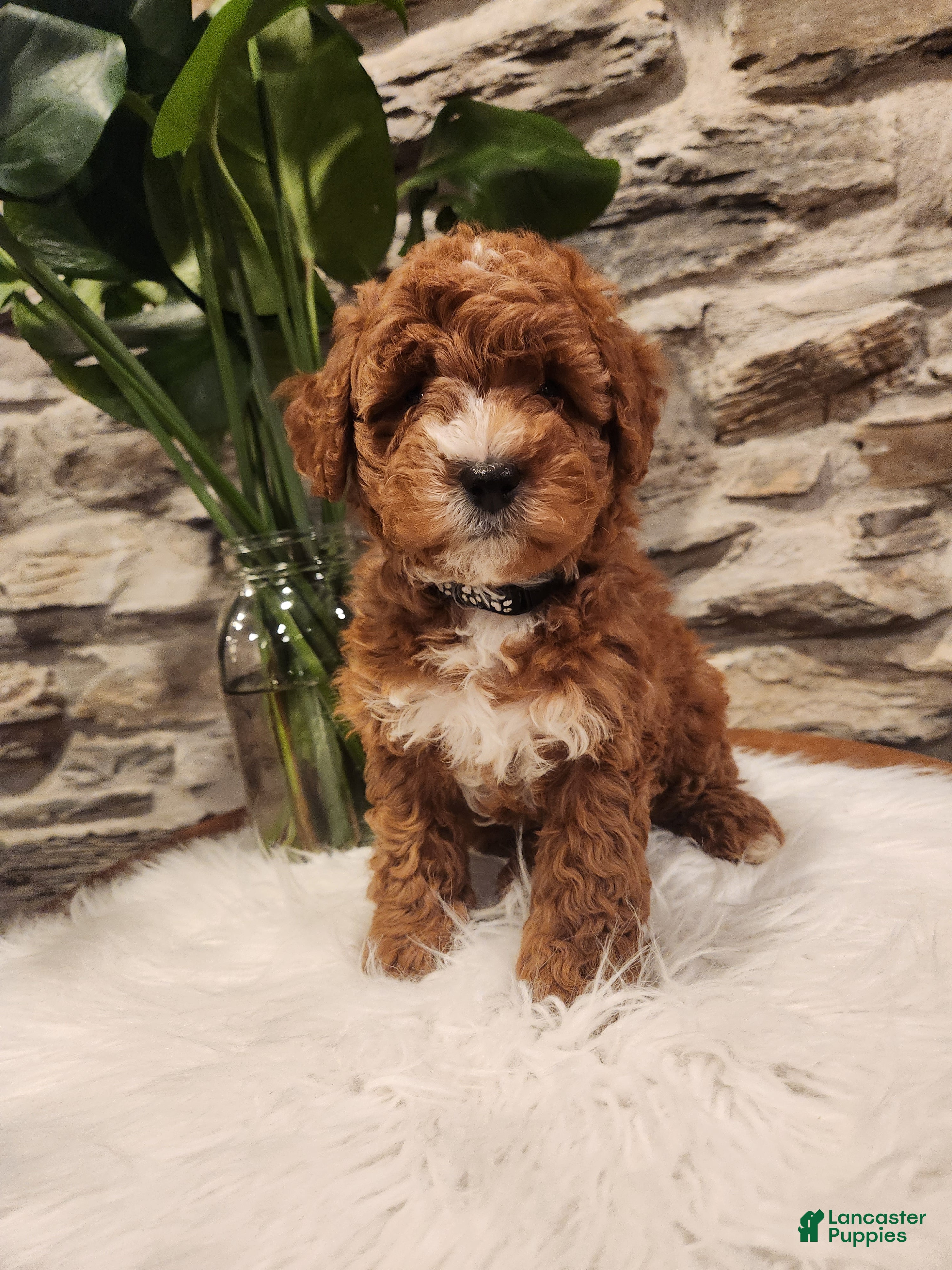 Mini Bernedoodle dogs CALLIE - MINI BERNEDOODLE LOVELY PUPPY (RICHLAND, PA) - F1BB. - Ad 1
