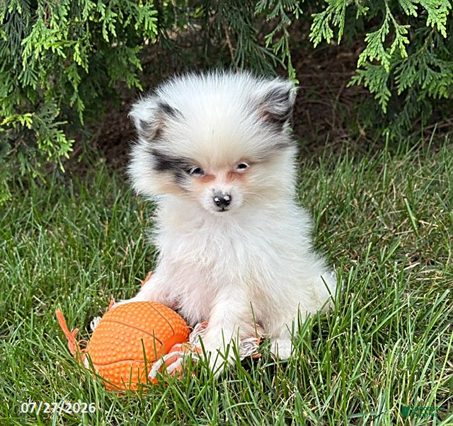 Pomeranian dogs Olaf - Ad 1