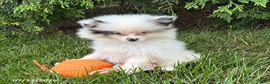 Olaf