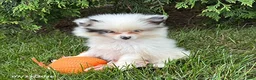 Pomeranian dogs for sale: Olaf - Ad 1