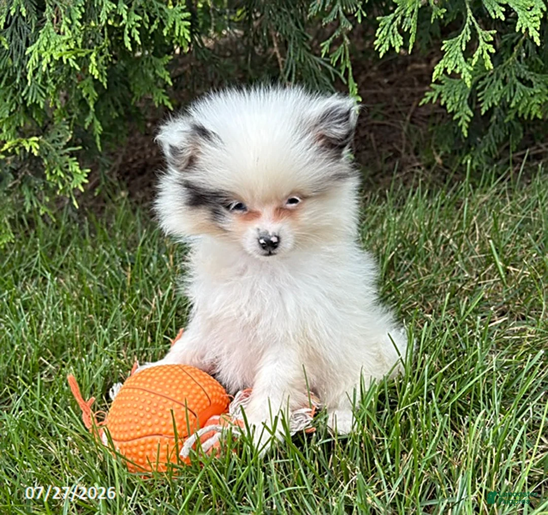Pomeranian dogs for sale: Olaf - Ad 1